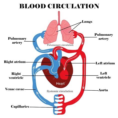 blood circulation diagram of human body pdf Epub