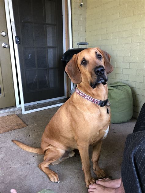 bloodhound and labrador mix