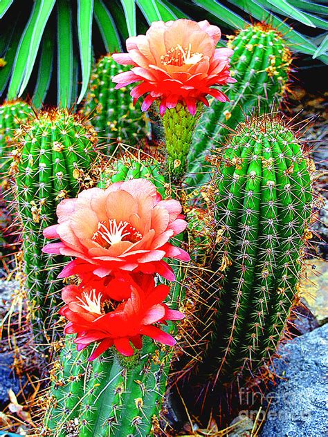 blooming cactus