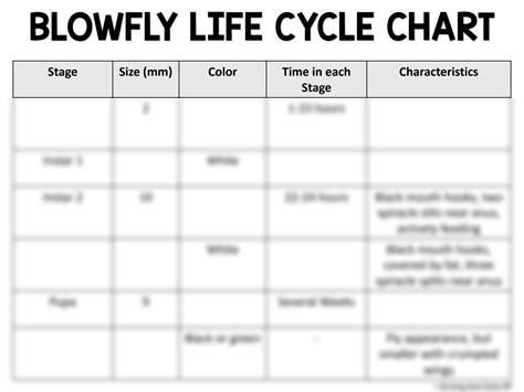 Blowfly Life Cycle Chart Answer Key