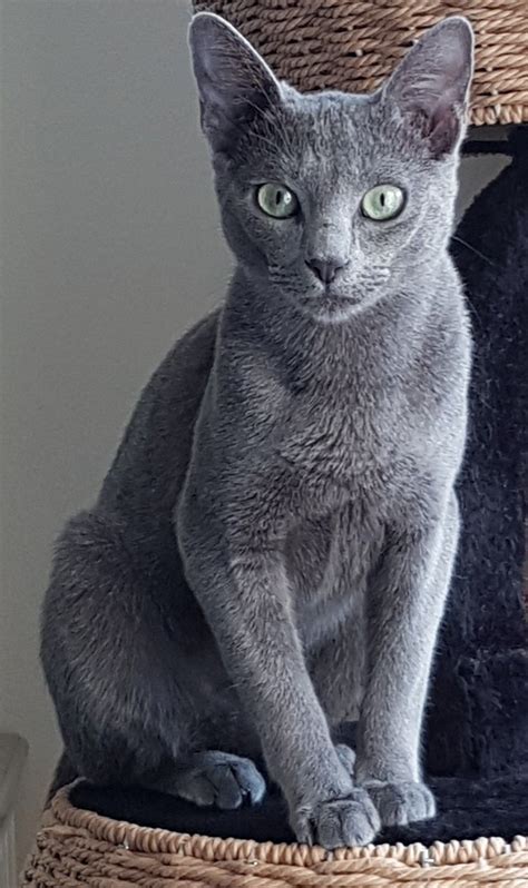 blue grey cat