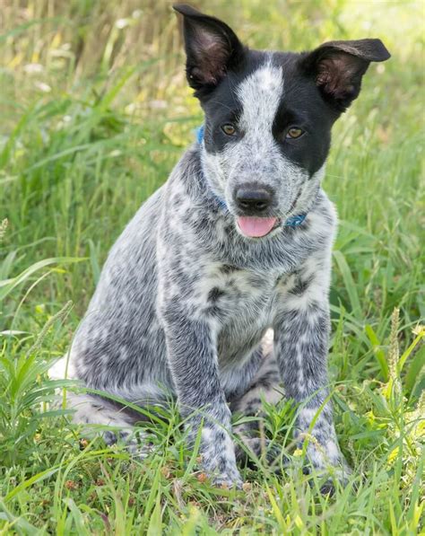 blue heeler hound mix