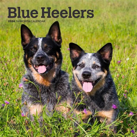 blue heelers calendar Doc