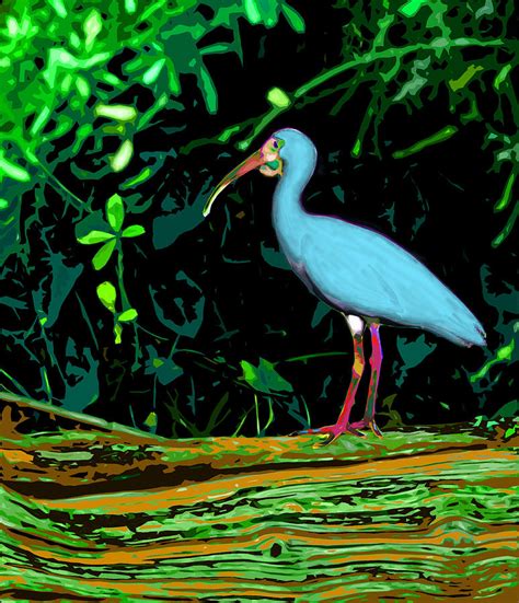 blue ibis