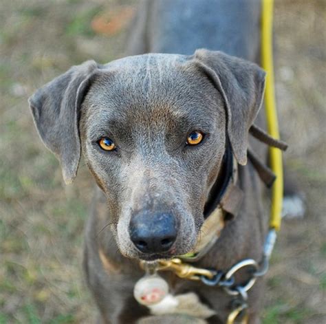 blue lacy dog