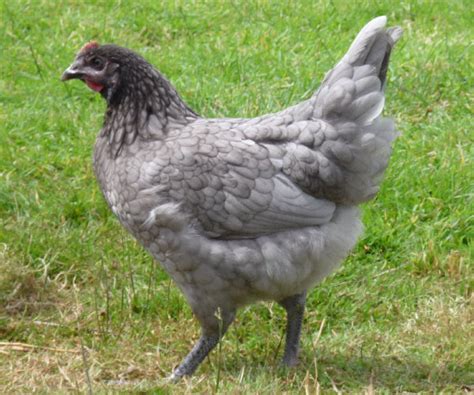 blue maran chicken