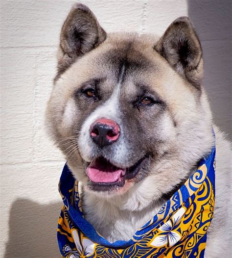 blue moon akita rescue Epub