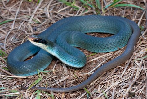 blue racer (Coluber constrictor)