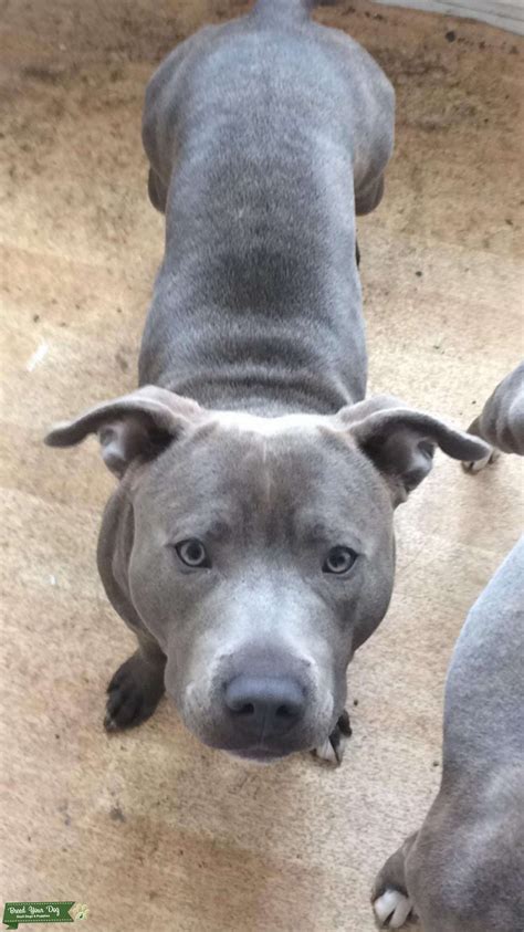 blue staffordshire bull