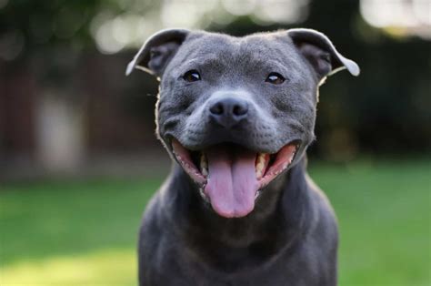 blue staffy bull