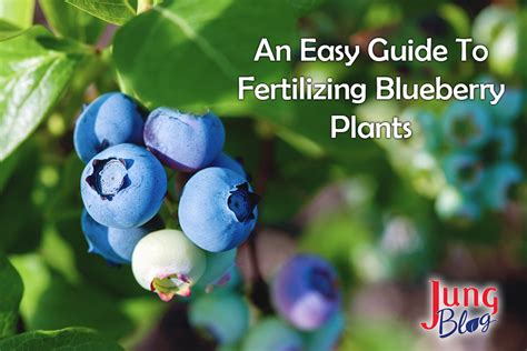 blueberries when to fertilize