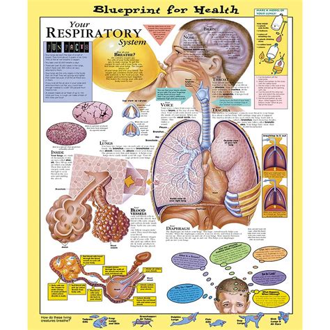 blueprint for health your respiratory system chart PDF