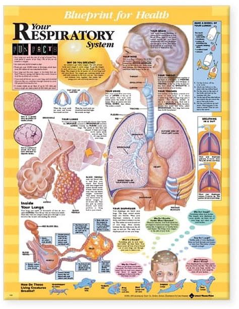 blueprint for health your respiratory system chart PDF