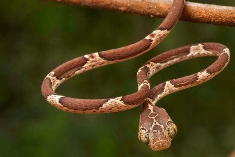 blunt headed tree snake