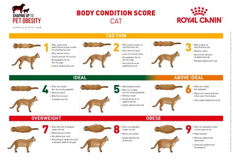 body condition score cat