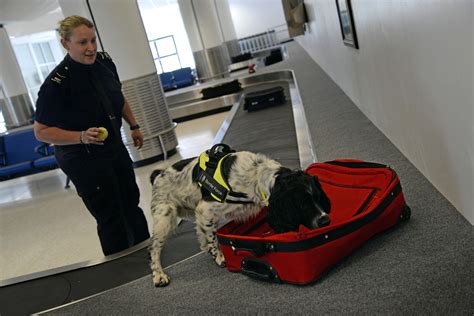 bomb detection dogs dogs at work series Doc