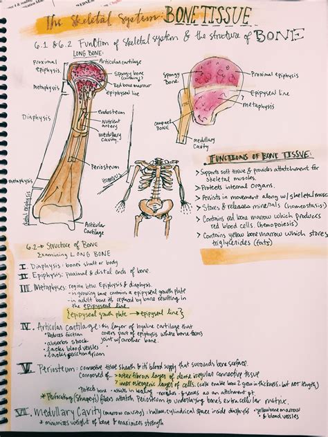 bone tissue study guide Reader