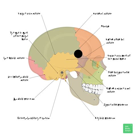 bones of the skull quiz