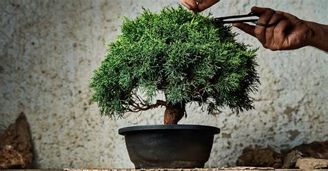bonsai an introduction to raising bonsai trees Doc