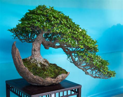 bonsai culture and care of miniature PDF