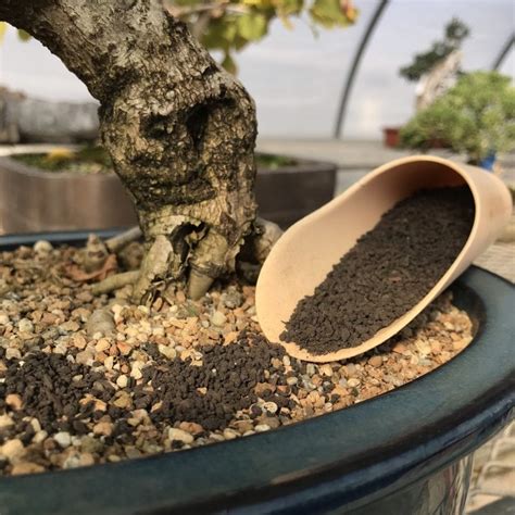 bonsai fertilizing