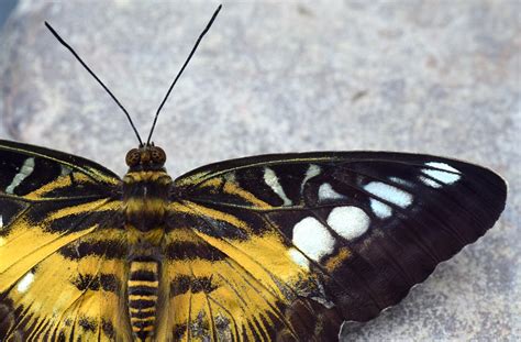 borboleta bruxa