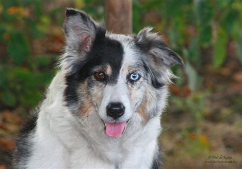 border collie blue merle