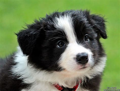 border collie collie puppies