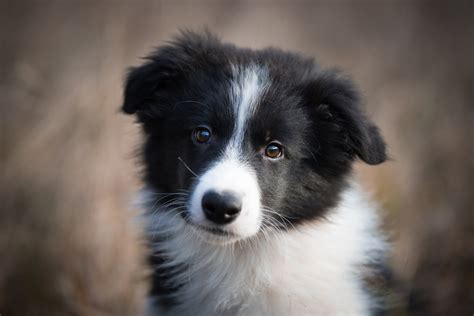 border collie filhote