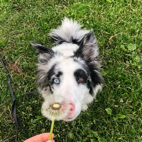 border collie mix with husky