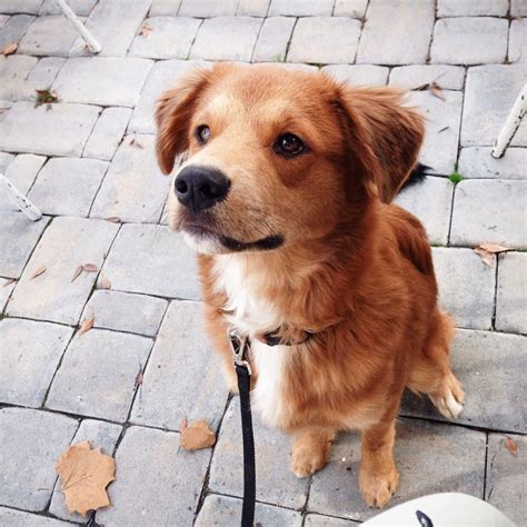 border collie mixed golden retriever