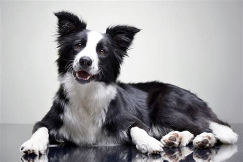 border collie preço