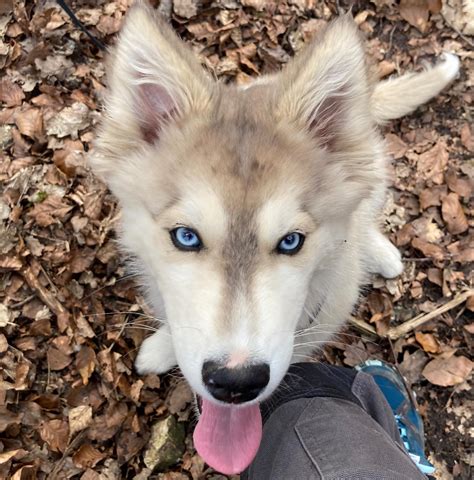 border collie siberian husky mix