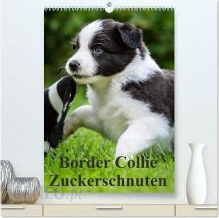 border collie zuckerschnuten tischkalender 2016 PDF