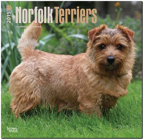 border terriers 2015 square 12x12 multilingual edition Reader