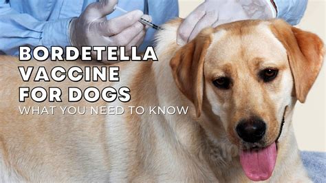 bordetella for dogs