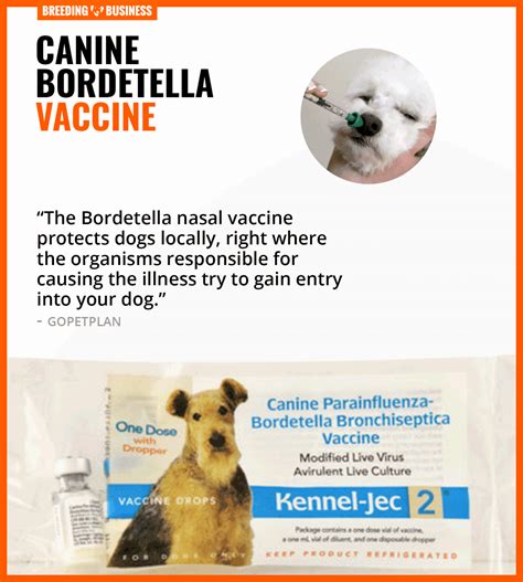 bordetella vaccine for dogs