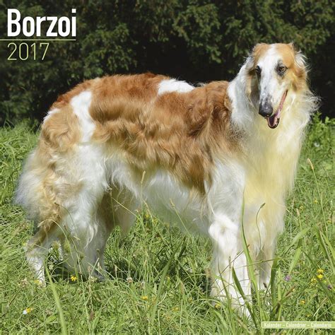 borzoi calendar breed specific borzoi calendar 2016 wall calendars dog calendars monthly wall calendar Kindle Editon