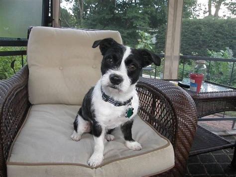 boston terrier poodle mix