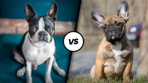 boston terrier vs bulldog french