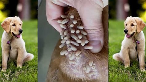 bot worms in dogs