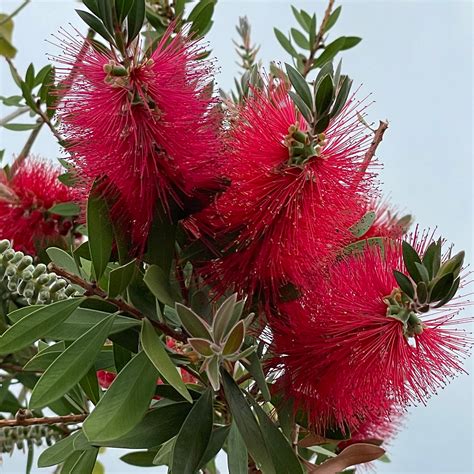 bottle brush trees