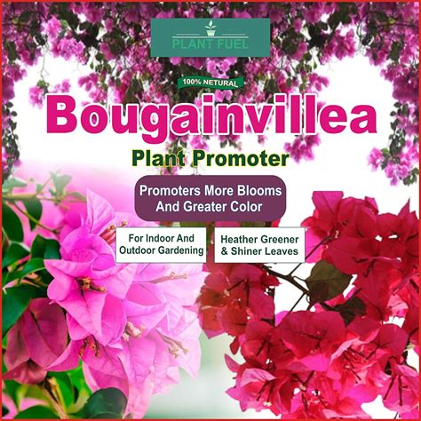 bougainvillea care fertilizer