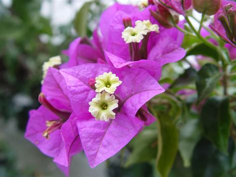 bougainvillea glabra