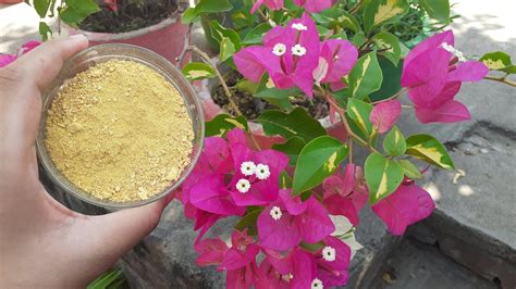 bougainvillea plant fertilizer