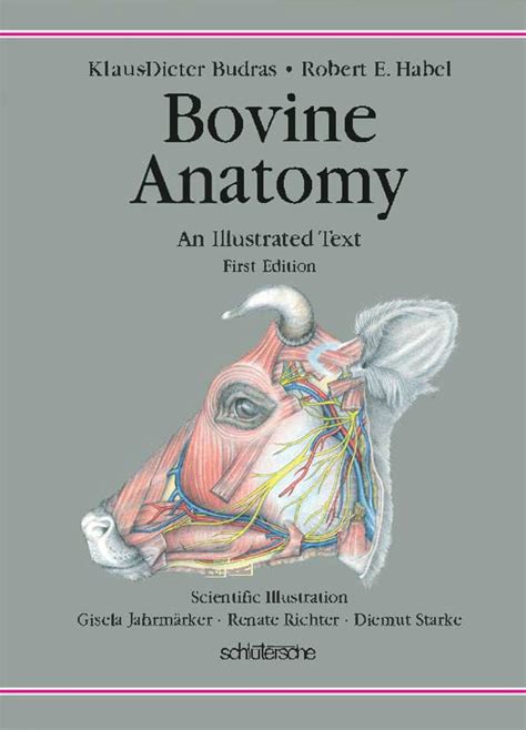 bovine anatomy an illustrated text pdf Reader