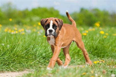 boxer dog with tail