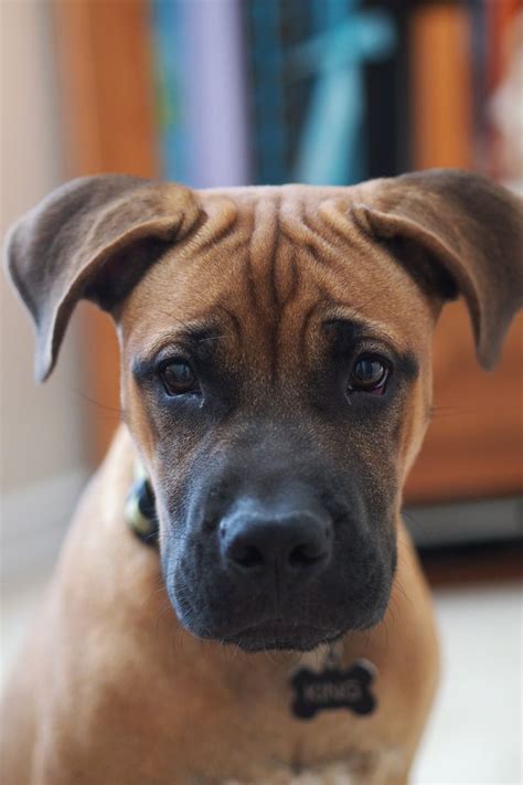 boxer labrador