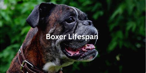 boxer lifespan