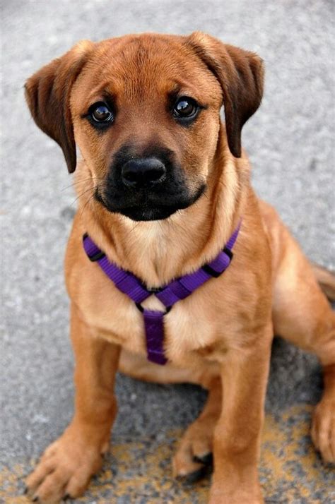 boxer mix with rottweiler